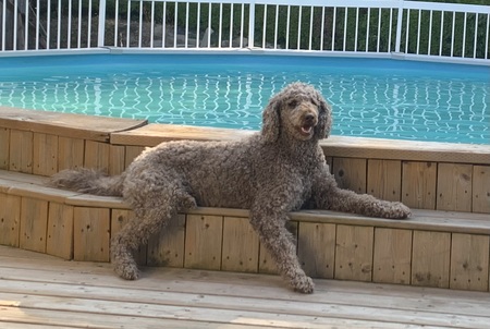 Entry image for Calli . Clicking this image will show a larger photo
