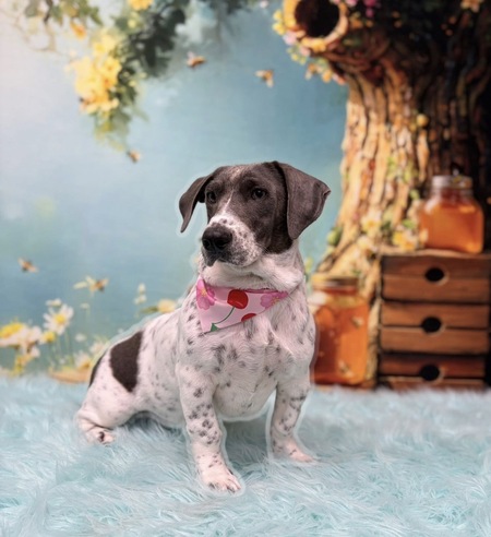 Entry image for Minnie Bragdon. Clicking this image will show a larger photo