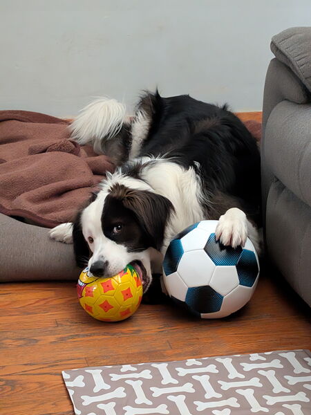 Entry image for Jett. Clicking this image will show a larger photo