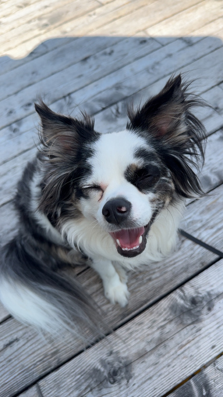 Entry image for Tucker. Clicking this image will show a larger photo