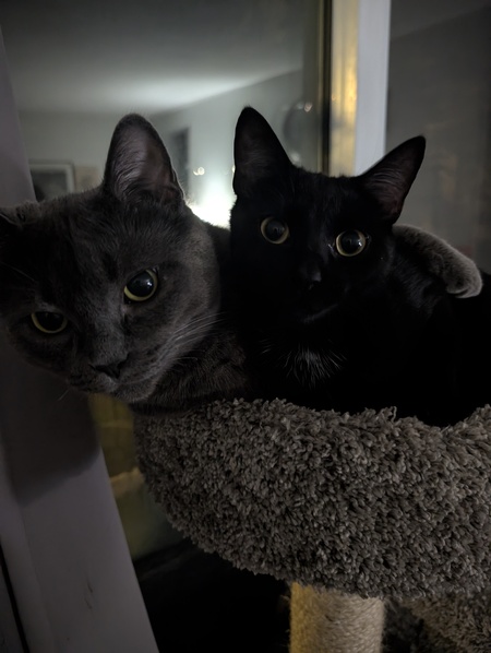 Entry image for Boomba & Spirit. Clicking this image will show a larger photo
