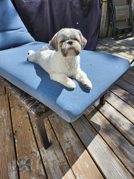 Entry image for Bentley. Clicking this image will show a larger photo