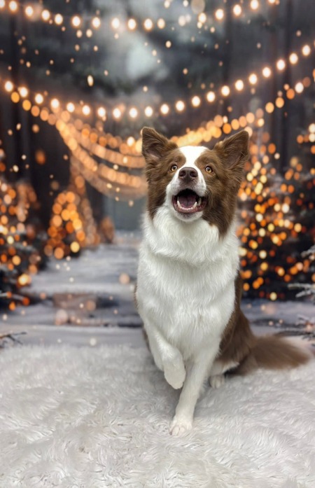 Entry image for Charlie. Clicking this image will show a larger photo