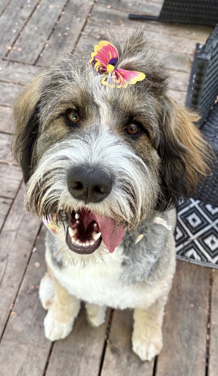 Entry image for Frannie. Clicking this image will show a larger photo