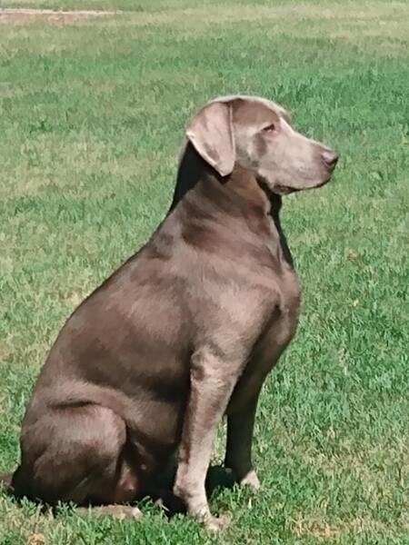 Entry image for Maggie . Clicking this image will show a larger photo