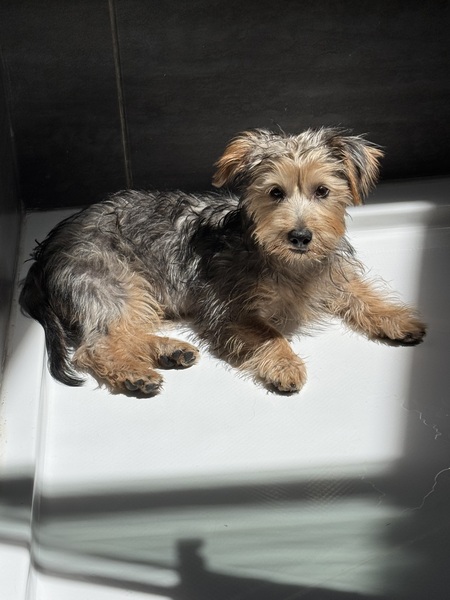 Entry image for Reggie. Clicking this image will show a larger photo