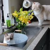 Entry image for Gizmo and Gillian