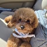 Entry image for Remington "Remy"