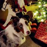 Entry image for Ziggy