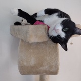 Entry image for Mr. Socks