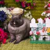 Entry image for Rudy