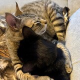 Entry image for Adzo (striped) and Nebula (black)