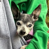 Entry image for Molly