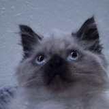 Entry image for Ozzy