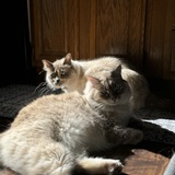 Entry image for Cloud & Marshmallow