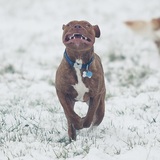 Entry image for Milo