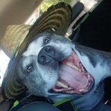 Entry image for Beau
