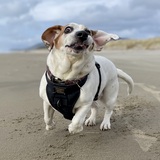Entry image for Phoebe