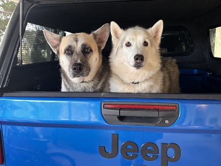 Entry image for Kiara and Nala. Clicking this image will show a larger photo