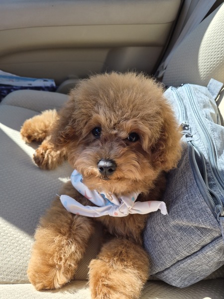 Entry image for Remington "Remy". Clicking this image will show a larger photo