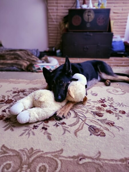 Entry image for Max. Clicking this image will show a larger photo