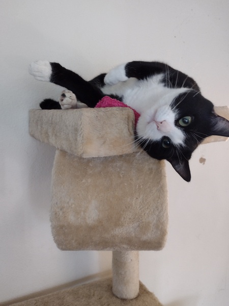 Entry image for Mr. Socks. Clicking this image will show a larger photo