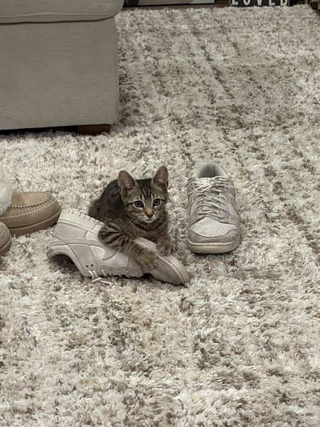 Entry image for Charlie. Clicking this image will show a larger photo
