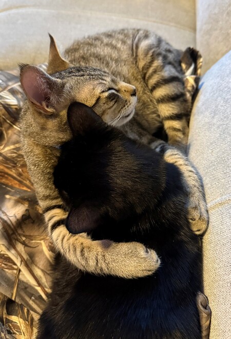 Entry image for Adzo (striped) and Nebula (black). Clicking this image will show a larger photo