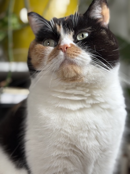 Entry image for Primrose. Clicking this image will show a larger photo