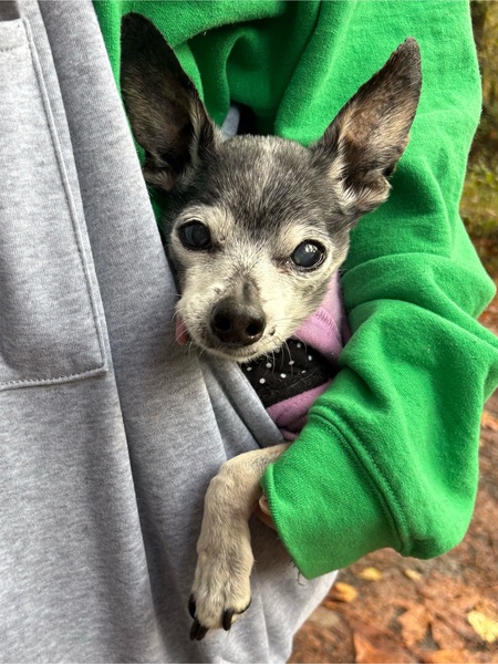 Entry image for Molly. Clicking this image will show a larger photo