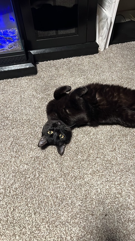Entry image for Binx. Clicking this image will show a larger photo