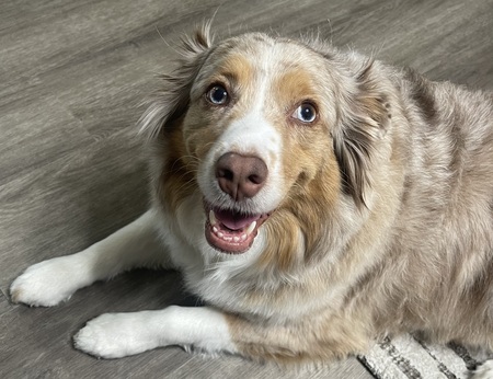 Entry image for Ruby. Clicking this image will show a larger photo