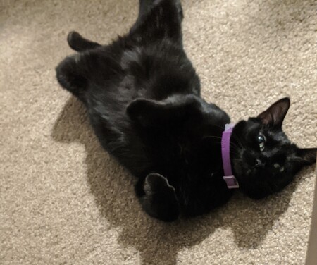 Entry image for Lucy. Clicking this image will show a larger photo