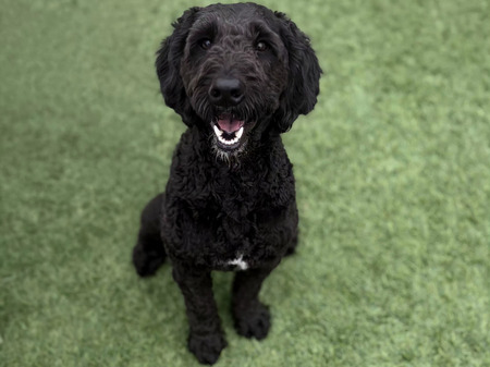 Entry image for Remy. Clicking this image will show a larger photo