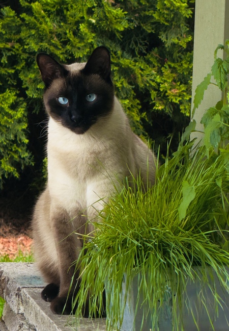 Entry image for Skippyjon . Clicking this image will show a larger photo