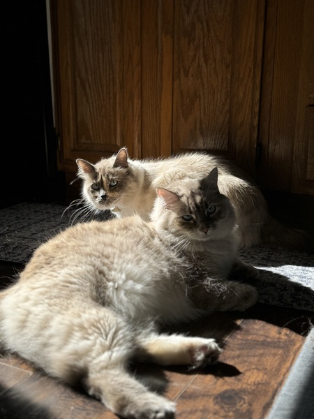 Entry image for Cloud & Marshmallow. Clicking this image will show a larger photo