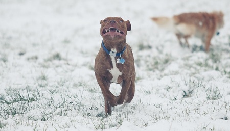 Entry image for Milo. Clicking this image will show a larger photo