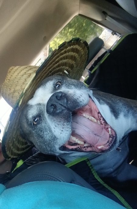 Entry image for Beau. Clicking this image will show a larger photo