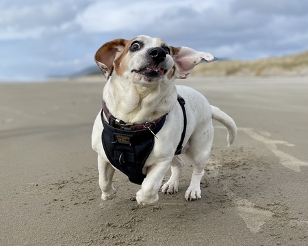 Entry image for Phoebe. Clicking this image will show a larger photo