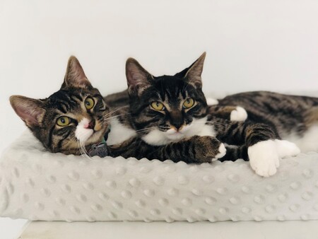 Entry image for Maxine and Mildred. Clicking this image will show a larger photo