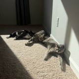 Entry image for Cookie, Rex, and Ahsoka