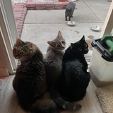 Entry image for Fiona, Marcy, and Billy