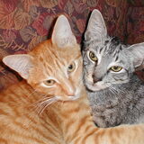 Entry image for Cheeto and Raisin