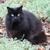 Entry image for Minnie