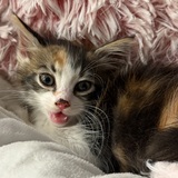 Entry image for Baby