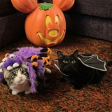 Entry image for Frankie and Momo