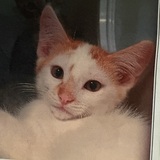 Entry image for Rusty
