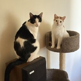 Entry image for Finny