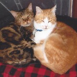 Entry image for Oscar and Punky