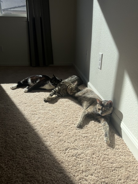Entry image for Cookie, Rex, and Ahsoka. Clicking this image will show a larger photo